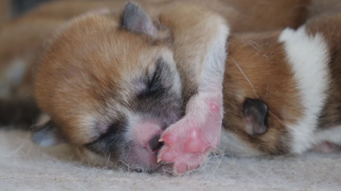 じいちゃんの秋田犬【大家族編】#3　自我の芽生え／秋田