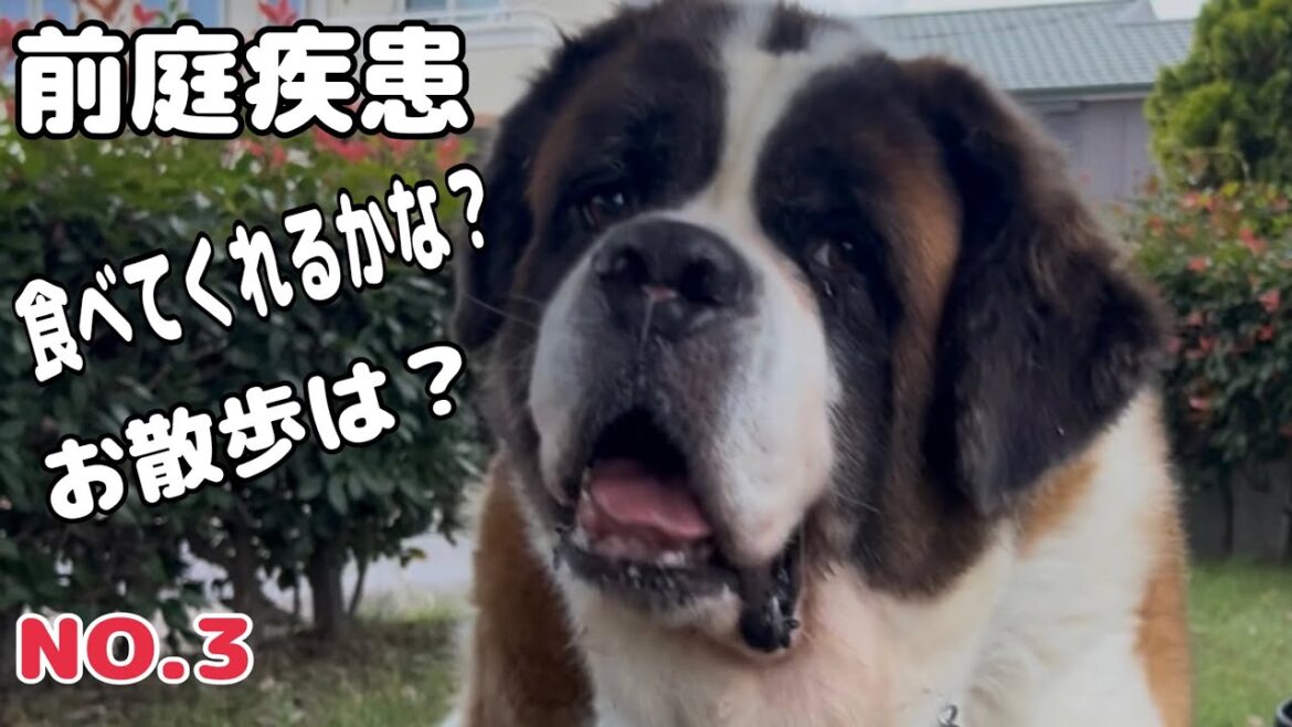 【セントバーナード】前庭疾患ももちゃんのお散歩の様子は?食欲は?足どりフラフラで全く食べないから少しづつでも良いから食べてほしいと願っています。 【セントバーナード】前庭疾患ももちゃんのお散歩の様子は?食欲は?足どりフラフラで全く食べないから少しづつでも良いから食べてほしいと願っています。
