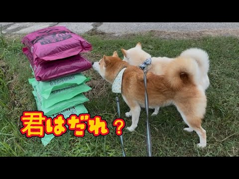不審物にワンワン吠えてしまった巨体柴犬がかわいい 不審物にワンワン吠えてしまった巨体柴犬がかわいい