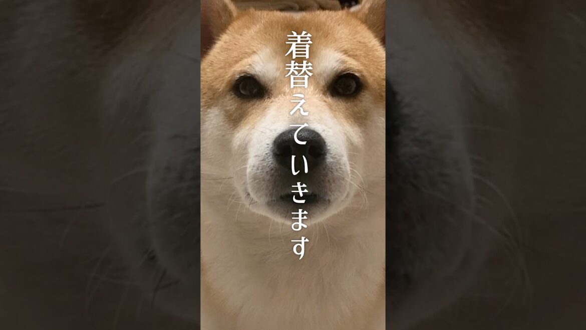肌寒いこの時期にピッタリな秋のお散歩コーデ #柴犬 #犬 肌寒いこの時期にピッタリな秋のお散歩コーデ #柴犬 #犬