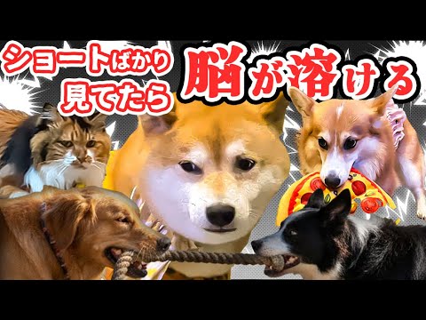 ショートの見過ぎが原因ぜんぶたぶん ショートの見過ぎが原因ぜんぶたぶん