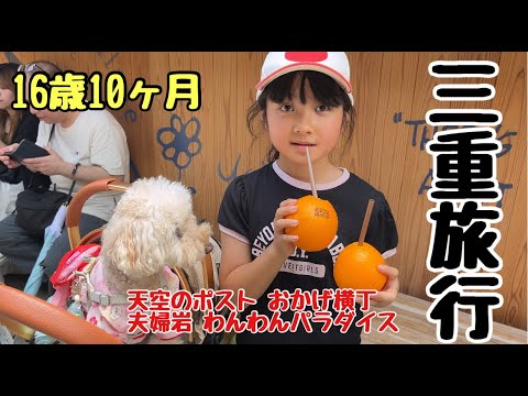 【事件】16歳10か月トイプードル、まさかのプールに!?🐶💦三重旅行 【事件】16歳10か月トイプードル、まさかのプールに!?🐶💦三重旅行