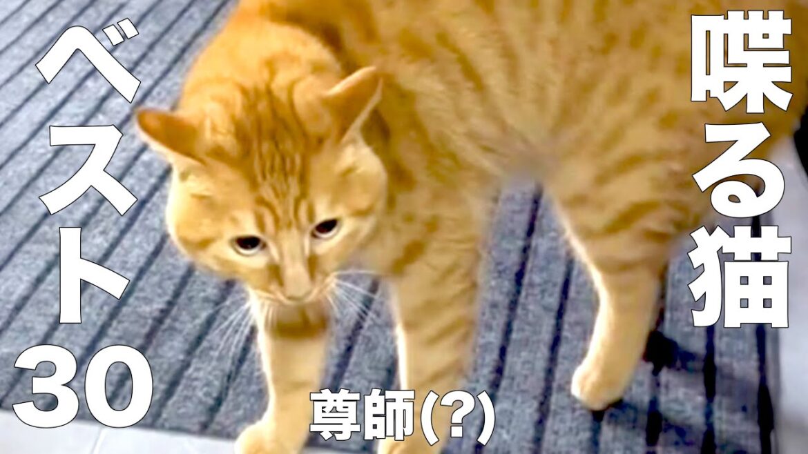 Dが選ぶ　喋るネコ　ベスト30