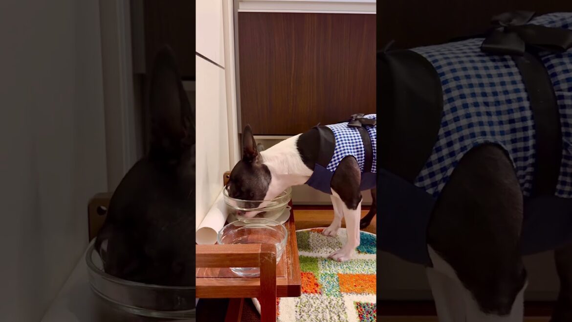 再び遅れたけどおはよう！メルの朝ごはん #ボストンテリア #ボステリ #bostonterrier