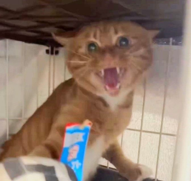 威嚇「シャーッ!」 ⇒ 一瞬で可愛くペロペロ 保護猫が「ちゅ〜るの魔力」に屈した決定的瞬間に大反響 新宿にある〝保護猫カフェ〟が話題に(西スポWEB OTTO!)|dメニューニュース(NTTドコモ) 威嚇「シャーッ!」 ⇒ 一瞬で可愛くペロペロ  保護猫が「ちゅ〜るの魔力」に屈した決定的瞬間に大反響 新宿にある〝保護猫カフェ〟が話題に