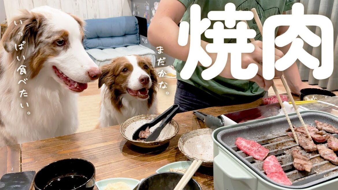 理性崩壊!?高級焼肉を食べた犬達のリアクションが可愛すぎました😂🥩【ボーダーコリー・オーストラリアンシェパード】 理性崩壊!?高級焼肉を食べた犬達のリアクションが可愛すぎました😂🥩【ボーダーコリー・オーストラリアンシェパード】