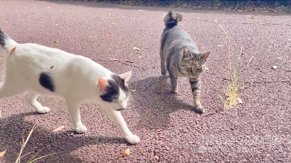 2匹揃ってこっちに向かって歩いて来る瞬間が可愛すぎた(ミーちゃん&しろ)