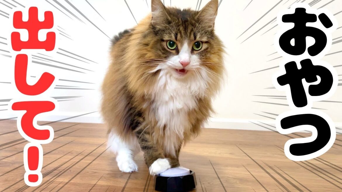 天才すぎる！猫がおやつ欲しさにボタンを連打する姿が可愛すぎた