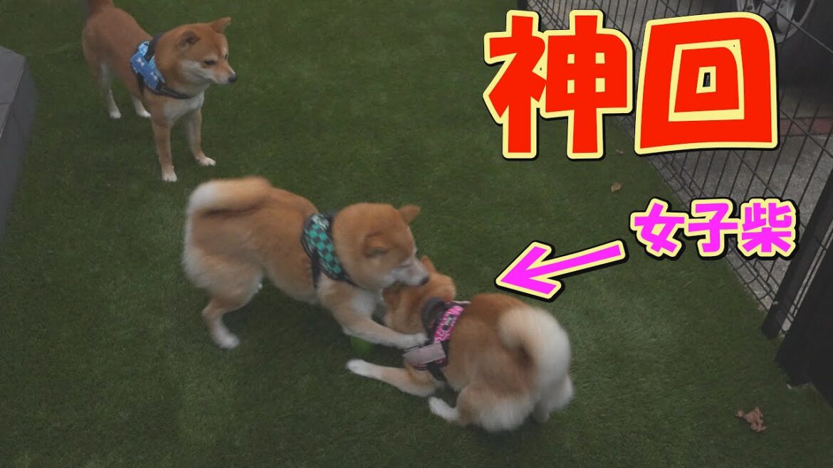 この直後、女子柴犬のとんでもない行動に爆笑してしまいます・・・