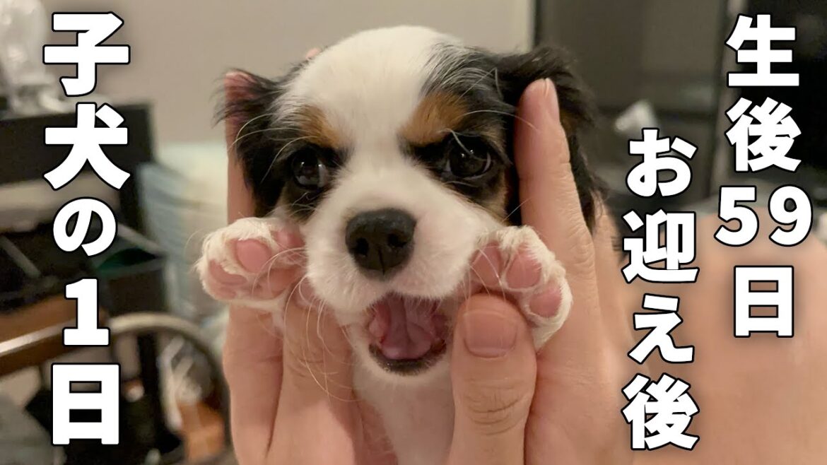 【子犬】お迎えしたばかりのキャバリア子犬の1日。かわいい姿に見てるだけで癒される… 【子犬】お迎えしたばかりのキャバリア子犬の1日。かわいい姿に見てるだけで癒される…