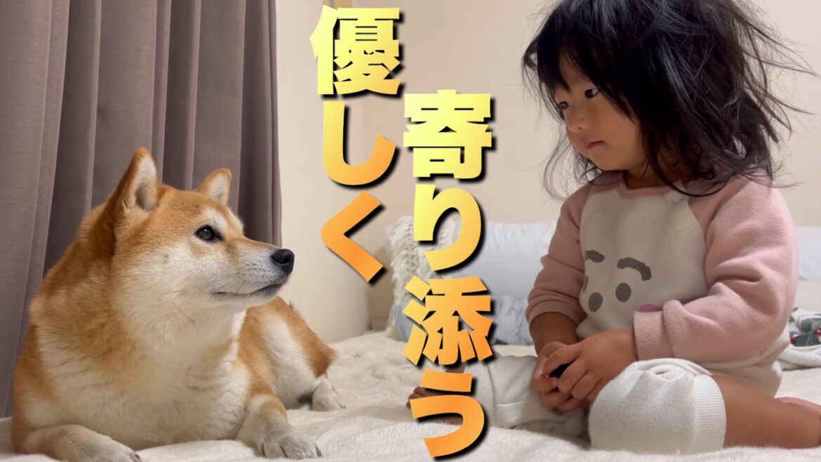 パパの具合が悪いことを察し次々と集まって来てくれる柴犬と2歳児 パパの具合が悪いことを察し次々と集まって来てくれる柴犬と2歳児