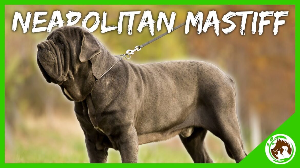 ナポリタン・マスティフの紹介:この忠実で優しい巨犬について知っておくべきことすべて。 ナポリタン・マスティフの紹介:この忠実で優しい巨犬について知っておくべきことすべて。