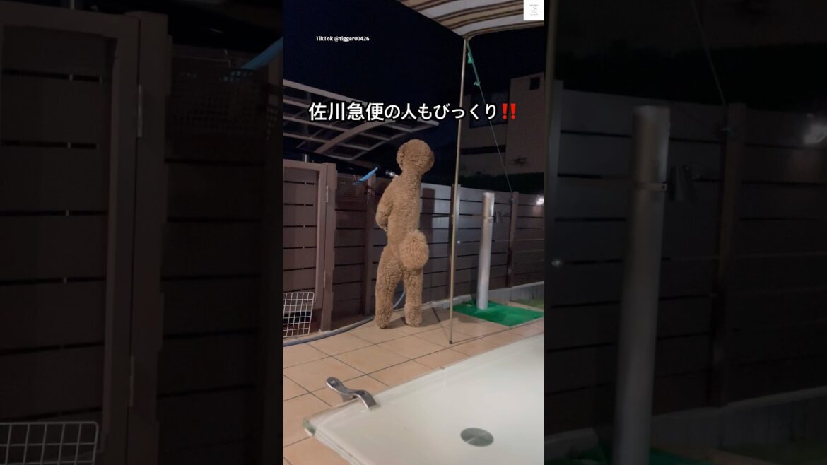 びっくり‼️人間みたいなプードル🐶　　#スタンダードプードル　#プードル　#犬　#大型犬　#犬のいる暮らし