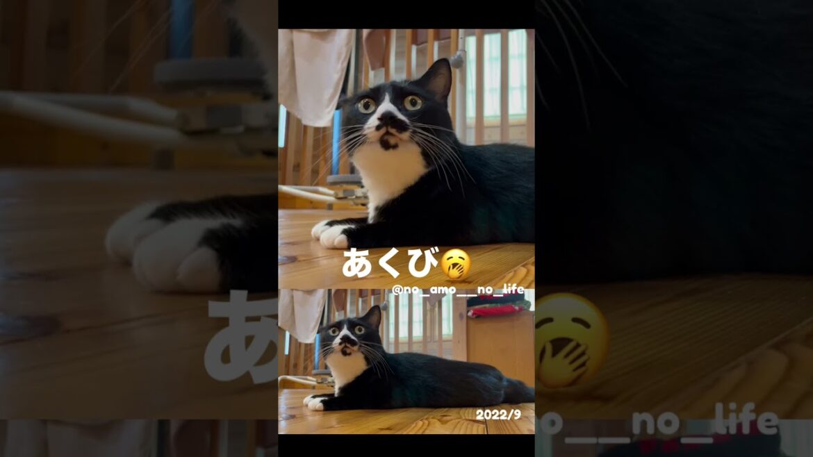 ใใใณ๐ฅฑใ#็ซ #็ซใฎใใๆฎใใ #ไฟ่ญท็ซ #cat #ใใใฎใในใใใ ใใใณ๐ฅฑใ#็ซ #็ซใฎใใๆฎใใ #ไฟ่ญท็ซ #cat #ใใใฎใในใใใ