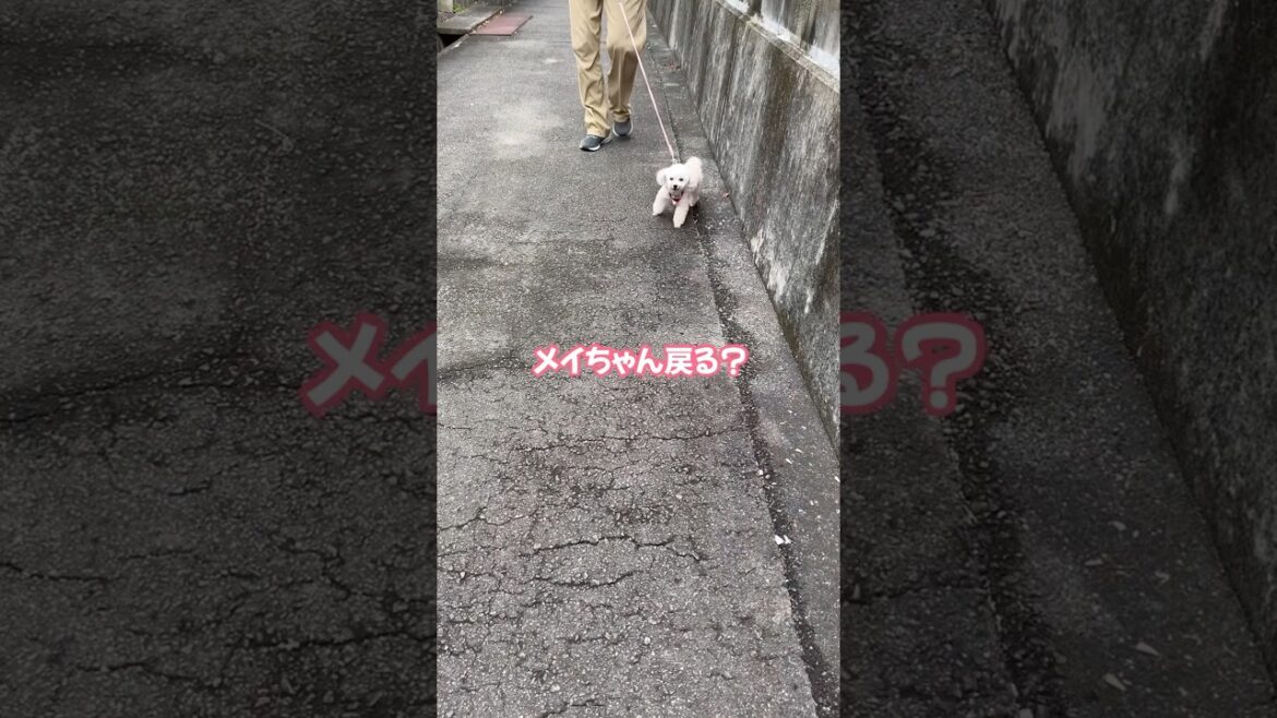 ママの声でスイッチON!おうち大好きトイプードル #shorts #元保護犬 #可愛い犬 ママの声でスイッチON!おうち大好きトイプードル #shorts #元保護犬 #可愛い犬