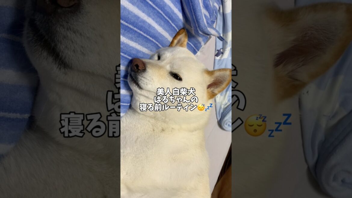 美人白柴犬はるちゃんの寝る前ルーティン😴💤　#shorts #柴犬 #犬 #dog