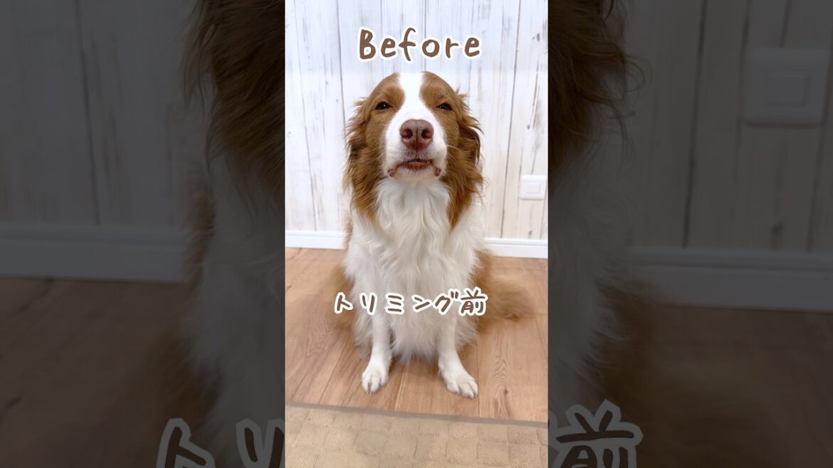 トリミングのビフォーアフターが別犬で可愛すぎる😂【ボーダーコリー】#shorts トリミングのビフォーアフターが別犬で可愛すぎる😂【ボーダーコリー】#shorts