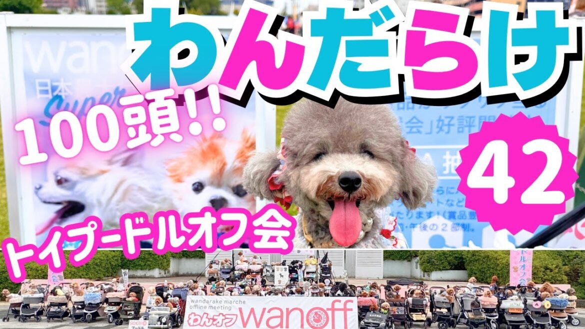 【わんだらけ42】進化したトイプードルオフ会がおもしろすぎたw韓国で流行中のペットグッズも♡【名古屋港ガーデン埠頭】 【わんだらけ42】進化したトイプードルオフ会がおもしろすぎたw韓国で流行中のペットグッズも♡【名古屋港ガーデン埠頭】