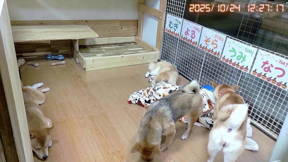 柴犬なつファミリー生配信【生後1歳＋46日】ヒートにも少しづつ慣れてきた子犬たち。