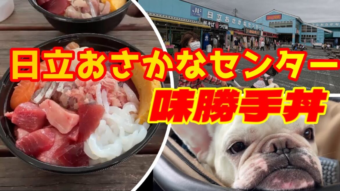フレブルと日立おさかなセンターで味勝手丼🐟🐷【フレンチブルドッグ】【Frenchbulldog】【Frenchie】 フレブルと日立おさかなセンターで味勝手丼🐟🐷【フレンチブルドッグ】【Frenchbulldog】【Frenchie】