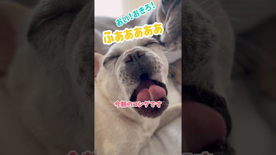 肌寒くなってきました、今朝のコングです #shorts