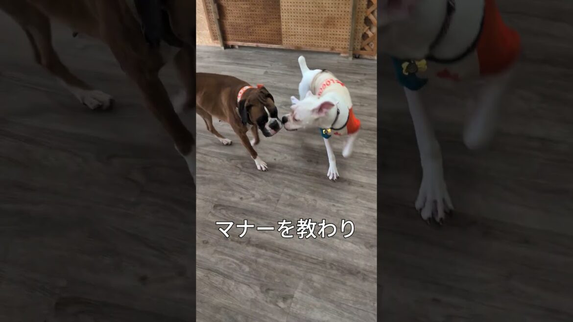 六ヶ月のパピーレッスンを行う先生　 #ボクサー犬 #犬のいる生活 #面白集 #コントチャンネル #大型犬のいる生活 #ボクサー #ホワイトボクサー #しつけ #ドッグトレーニング