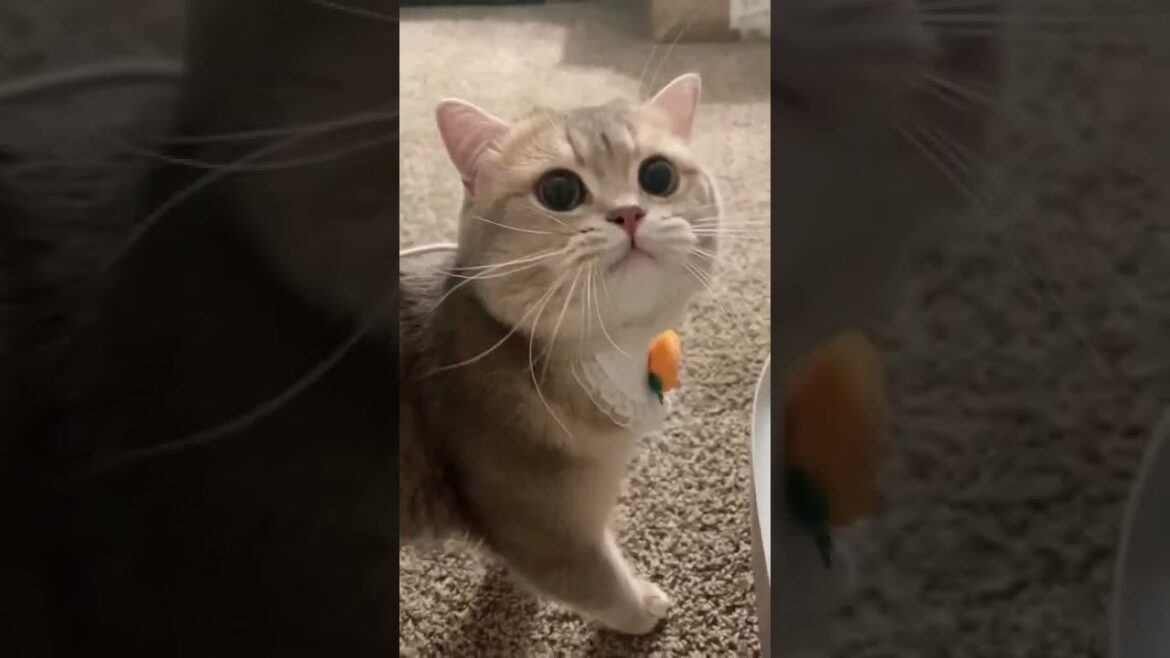 Why would this little guy want to eat carrot next to his litter box🤦🏻♀️ Why would this little guy want to eat carrot next to his litter box🤦🏻♀️