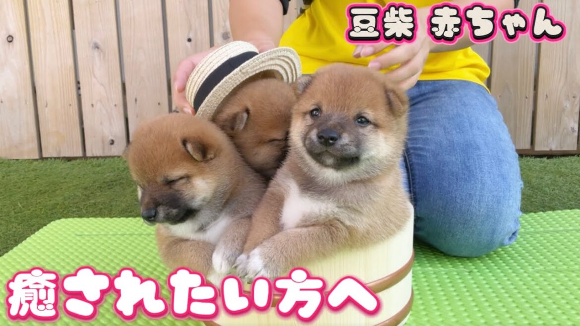 【豆柴犬】”第一弾”スタッフがお気に入りの激かわ動画集!【赤ちゃんと癒し】まめしば亭ブログvlog 【豆柴犬】”第一弾”スタッフがお気に入りの激かわ動画集!【赤ちゃんと癒し】まめしば亭ブログvlog