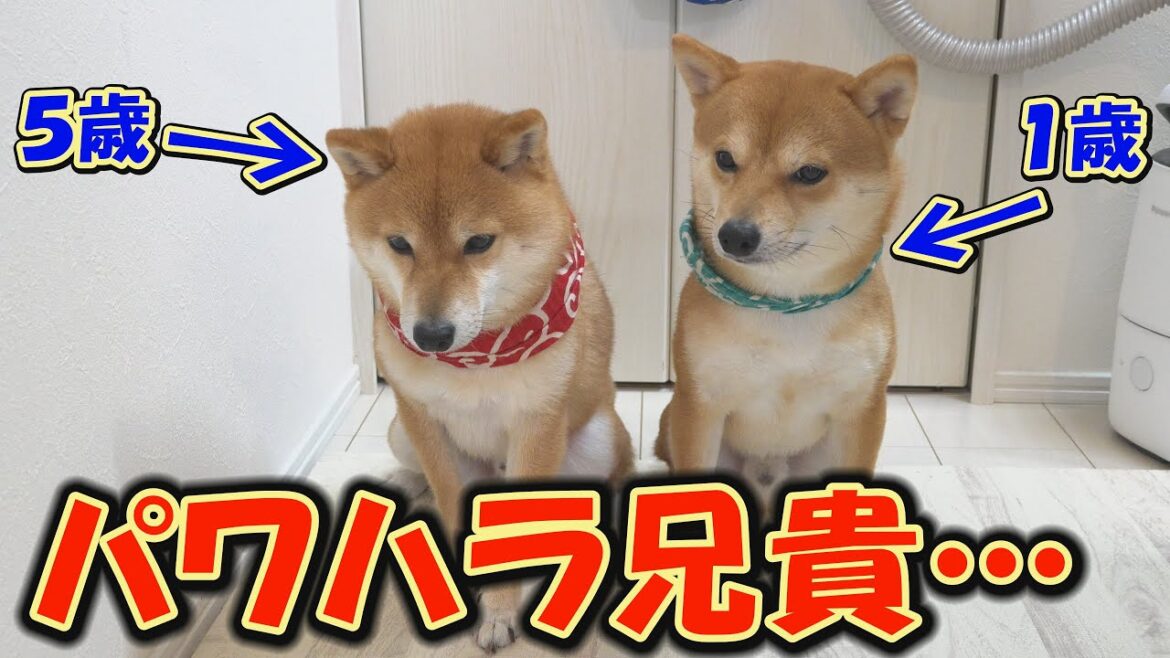 柴犬兄弟に真剣勝負をさせたら、兄のパワハラが酷くて困ってしまいました・・・ 柴犬兄弟に真剣勝負をさせたら、兄のパワハラが酷くて困ってしまいました・・・