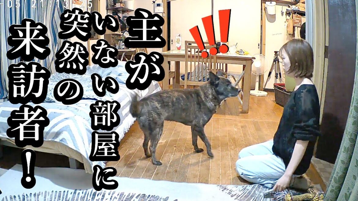 主が誰もいない中、突然の来訪者!警戒心の強い甲斐犬がこうなりました  【えりこちゃん再来!】#甲斐犬 #柴犬 #dog 主が誰もいない中、突然の来訪者!警戒心の強い甲斐犬がこうなりました  【えりこちゃん再来!】#甲斐犬 #柴犬 #dog