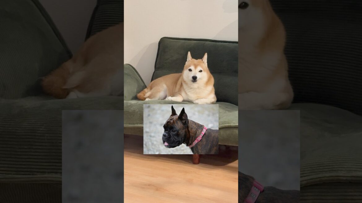 ボクサー？柴犬？🤔もしかして🦊？#柴犬 #柴犬のいる暮らし