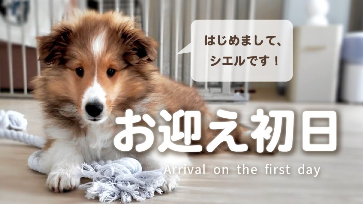 【アラサーOL犬を飼う】【シェルティ子犬】お迎え初日 生後3ヶ月 【アラサーOL犬を飼う】【シェルティ子犬】お迎え初日 生後3ヶ月