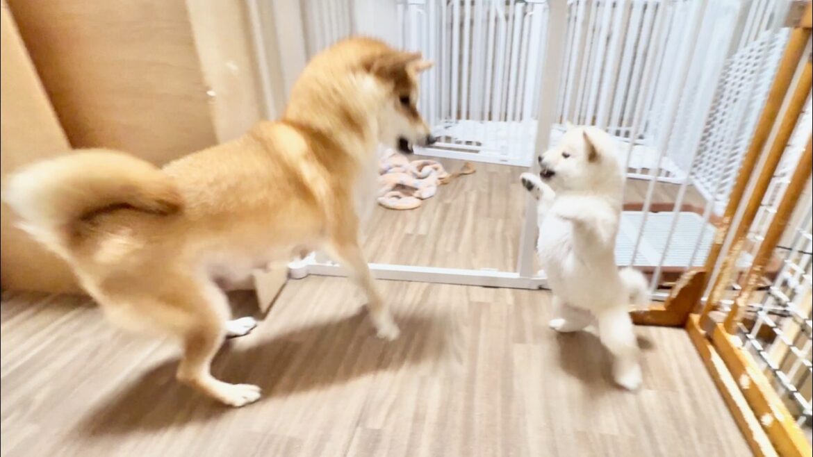 【柴犬 子犬】見てて飽きないくらい目まぐるしく変わる子犬たちの遊ぶ姿はこちら