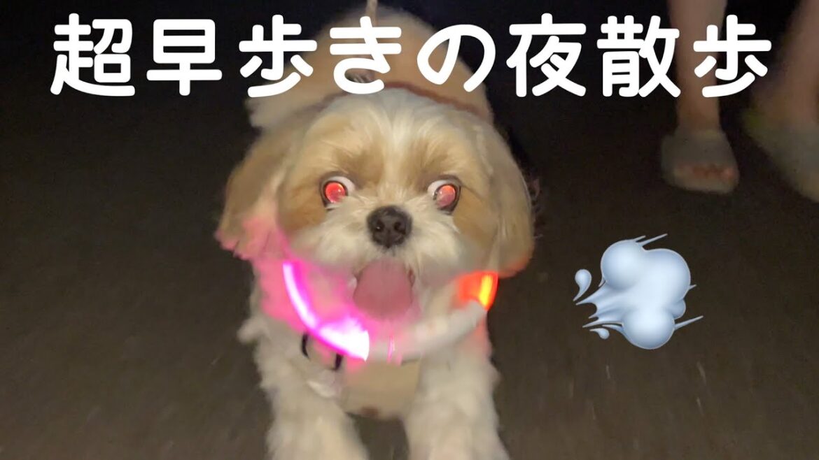 【シーズー】夜でも元気いっぱい！超早歩きの夜散歩🐶