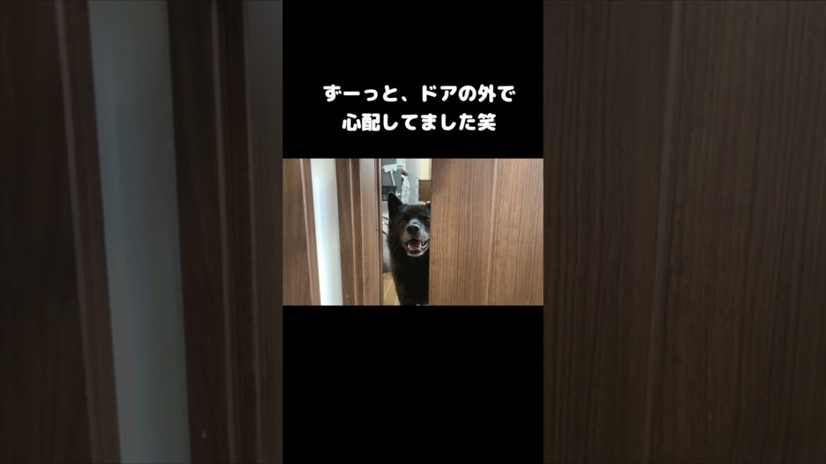 赤ちゃんが泣いてたら、甲斐犬が・・・ 赤ちゃんが泣いてたら、甲斐犬が・・・
