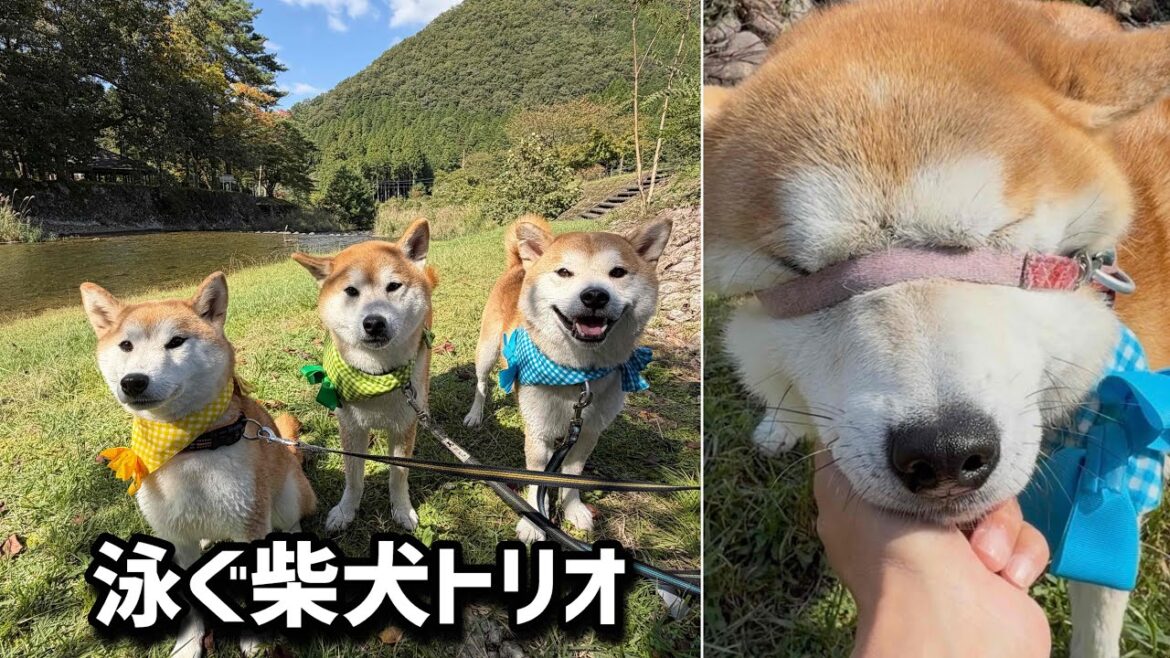 泳ぐ柴犬トリオでミラクル川行ったら個性爆発でやっぱり面白かった(笑) 泳ぐ柴犬トリオでミラクル川行ったら個性爆発でやっぱり面白かった(笑)