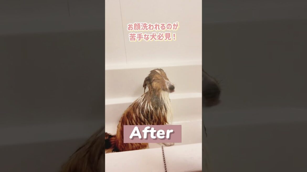 【シェルティ子犬】お顔洗われるの苦手な犬必見！これで解決できた！　#シェルティ#かわいい　#犬のいる暮らし　#puppy #shorts