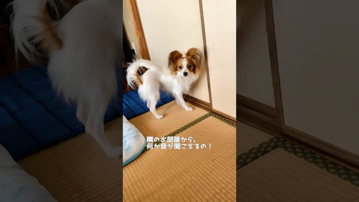 ここ開けて～！ #Papillon #パピヨン #Lea #犬のいる生活 #可愛い