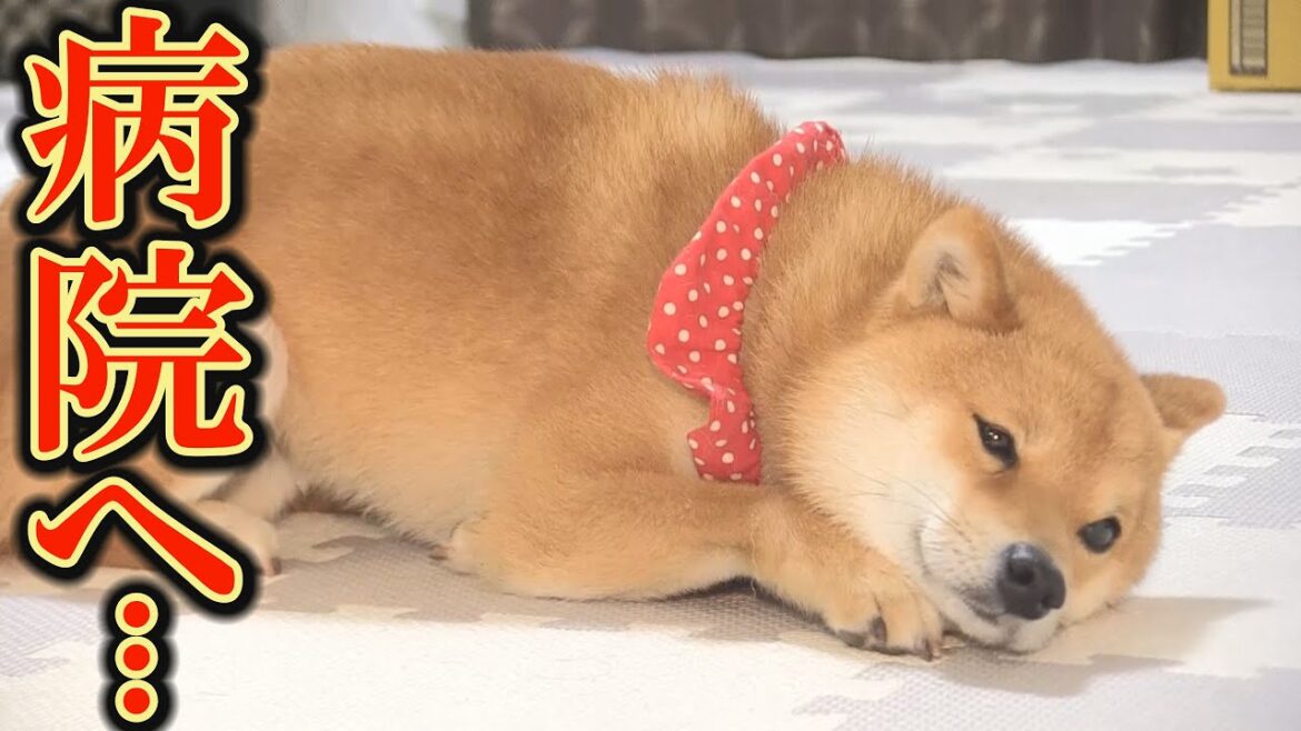 交通事故に遭った柴犬が病院へ…兄を想う弟柴犬の姿に感動しました・・・ 交通事故に遭った柴犬が病院へ…兄を想う弟柴犬の姿に感動しました・・・