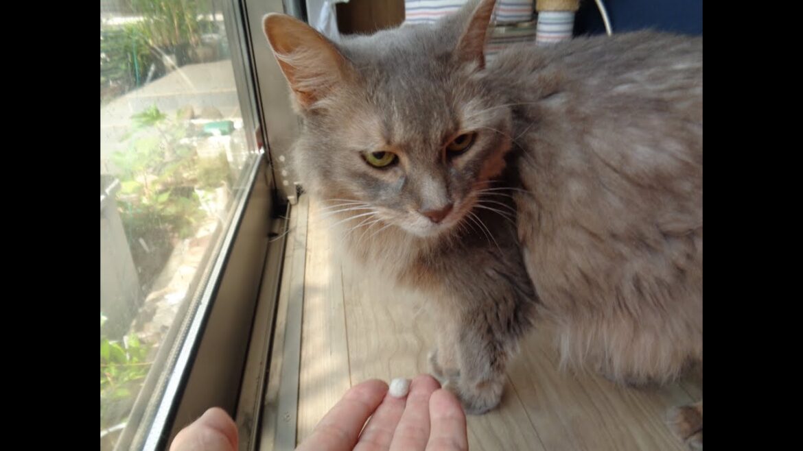 永久に猫毛を丸めるハナムグリ　ソマリの毛　2024年８月