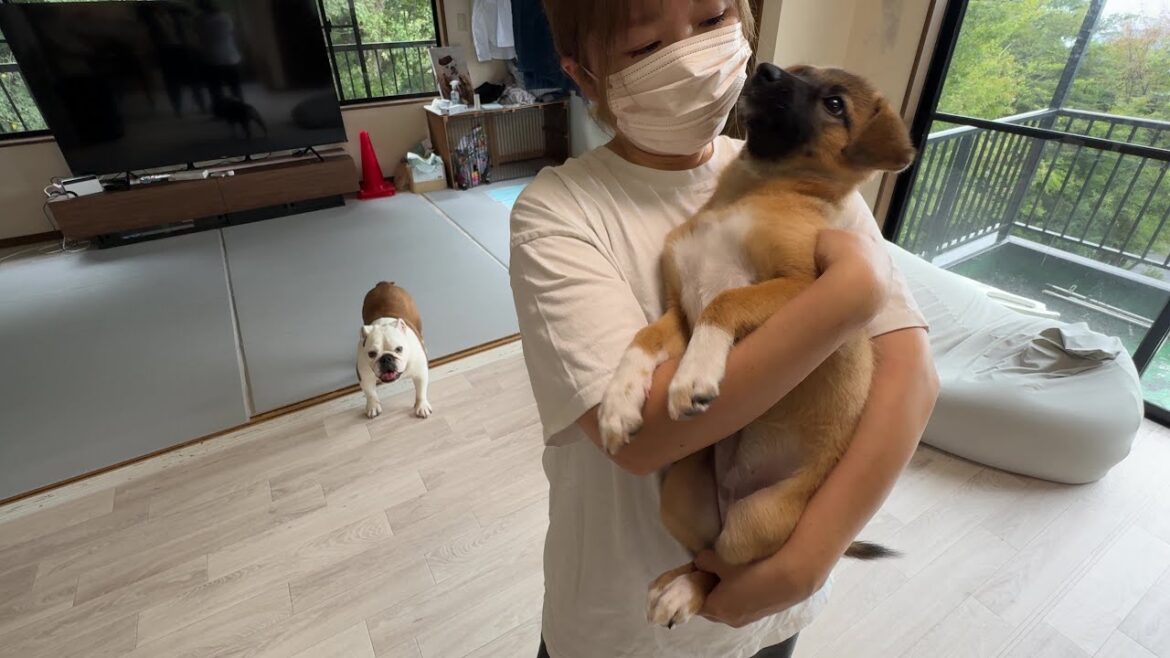 山の中で保護された最後の子犬1匹が我が家を卒業していきました…