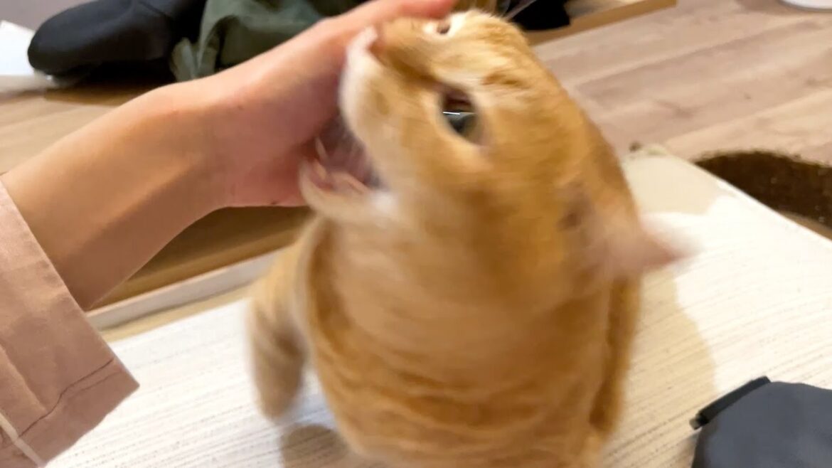 理不尽な八つ当たりにあいました…