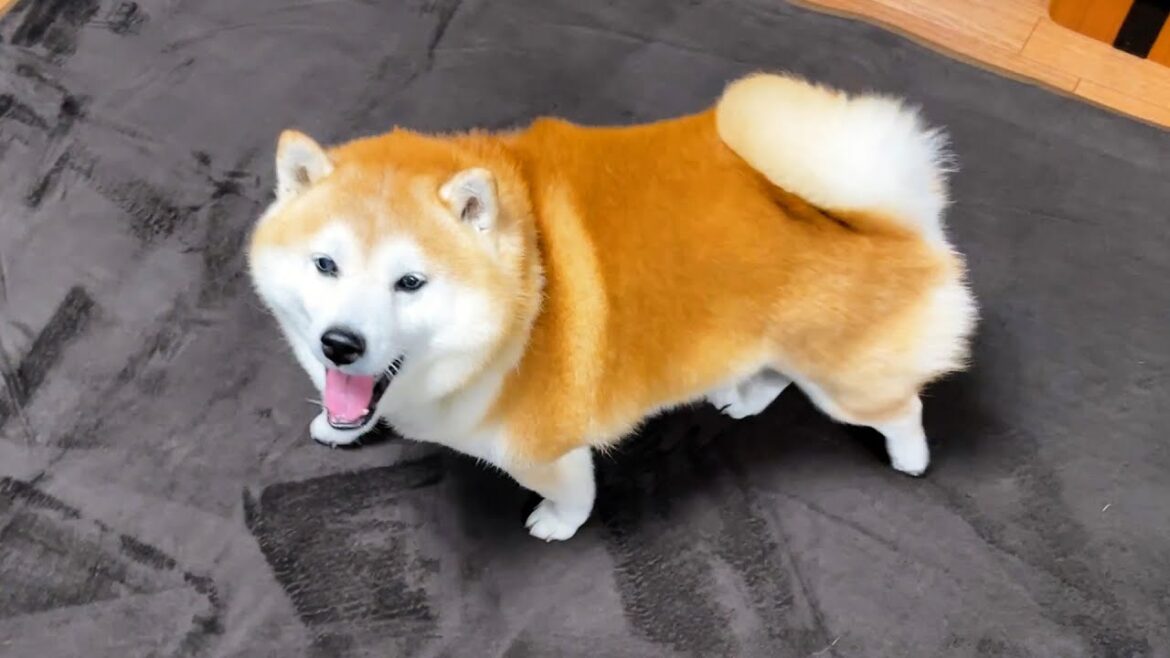 さんぽから帰るとぬくぬくカーペットが敷かれてて、思わず喜びの雄たけびを上げてしまう柴犬