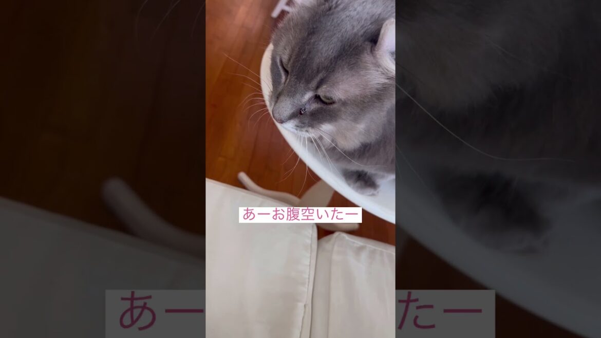 おはようございます #ねこ動画 #アメリカンカール #catshorts