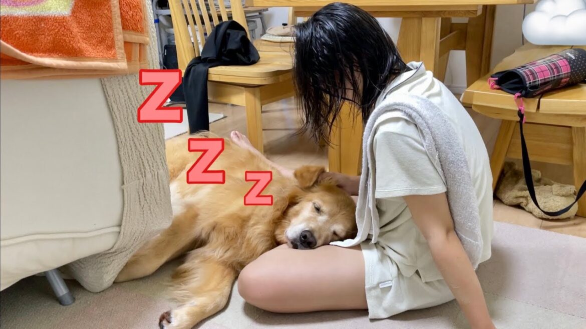 戦うのも甘えるのも、姉に対して常に全力な大型犬クッキー【ゴールデンレトリバーとミニチュアダックスフンド】 戦うのも甘えるのも、姉に対して常に全力な大型犬クッキー【ゴールデンレトリバーとミニチュアダックスフンド】