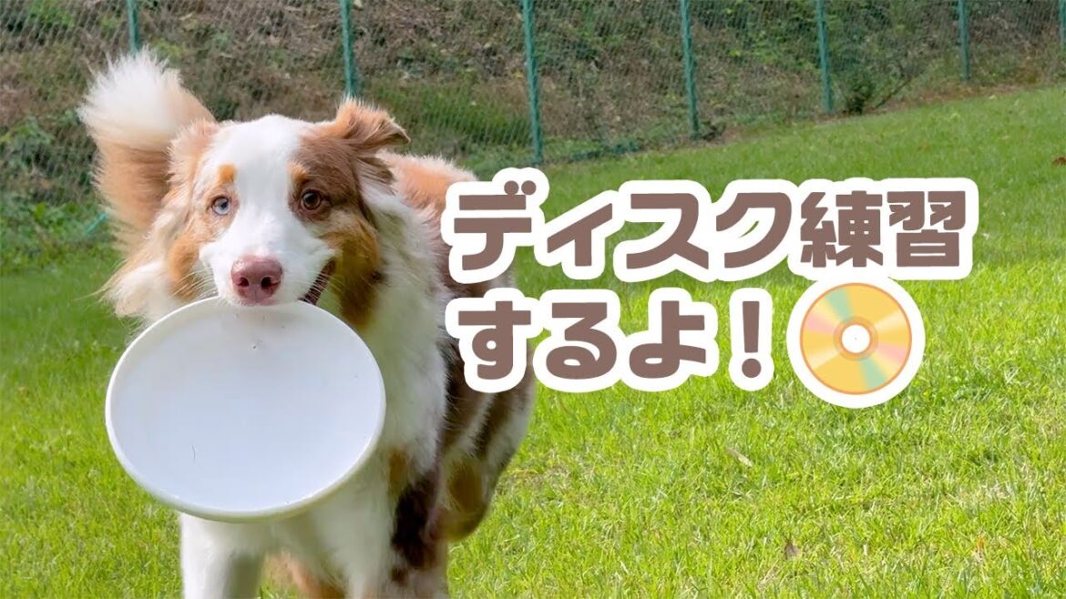 パパガルでディスク練習するよ📀ママリリは撮影できていなかったよ💦【オーストラリアンシェパード】 パパガルでディスク練習するよ📀ママリリは撮影できていなかったよ💦【オーストラリアンシェパード】