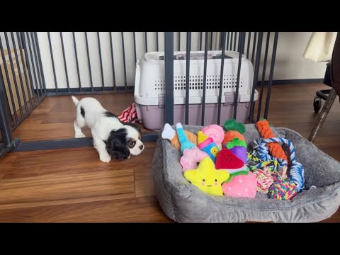 お迎えした生後60日の子犬に大量のおもちゃをプレゼントしてみたら…【キャバリアキングチャールズスパニエル】 お迎えした生後60日の子犬に大量のおもちゃをプレゼントしてみたら…【キャバリアキングチャールズスパニエル】