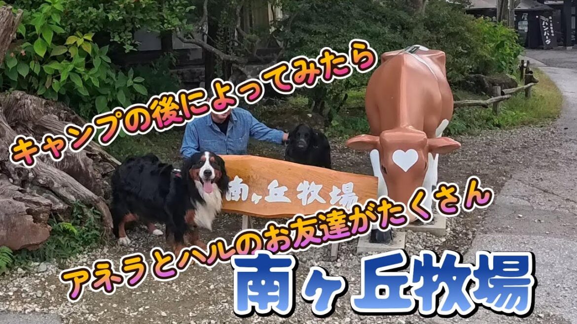 キャンプの帰りに寄ってみた南ヶ丘牧場はさいこーでした。