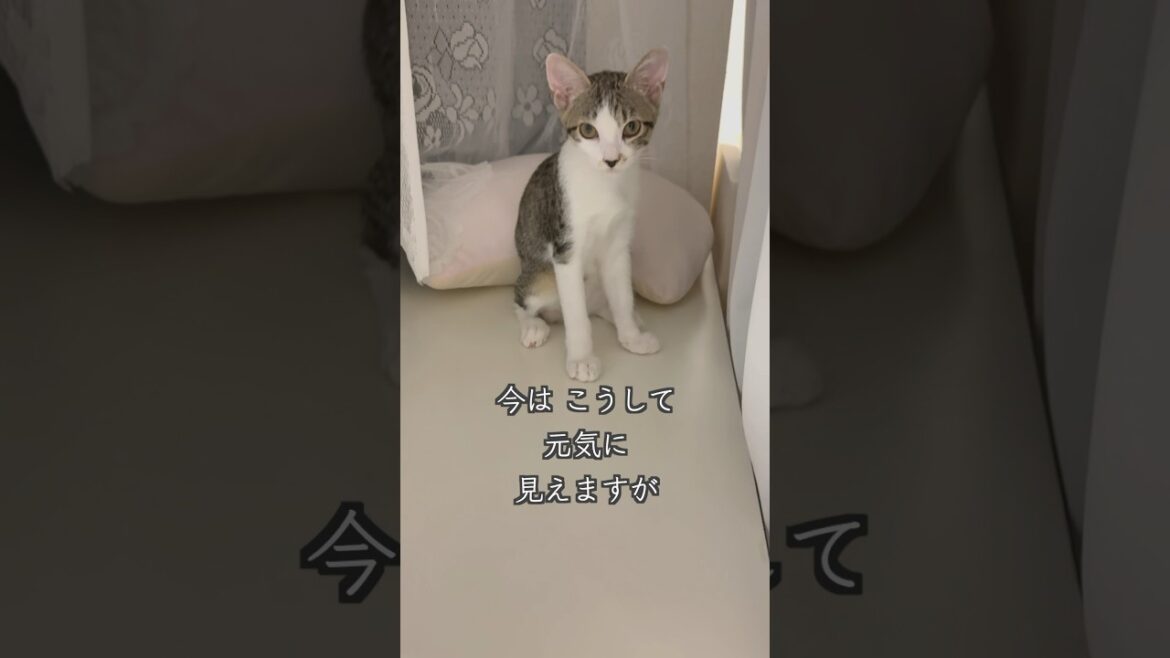 3ヶ月半になった心室中隔欠損症(VSD)の保護子猫は、家族と飼い主に見守られています🐱 #shorts  #子猫動画 #保護子猫 3ヶ月半になった心室中隔欠損症(VSD)の保護子猫は、家族と飼い主に見守られています🐱 #shorts  #子猫動画 #保護子猫