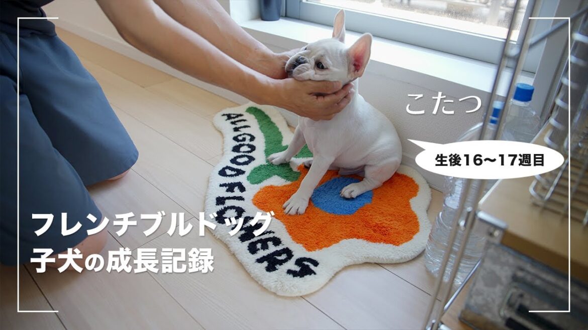 【こたつ成長記録】フレンチブルドッグの子犬のはじめての散歩・お手・新しい知育玩具【16〜17週目】 【こたつ成長記録】フレンチブルドッグの子犬のはじめての散歩・お手・新しい知育玩具【16〜17週目】